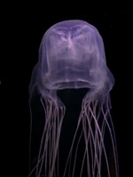 Box jellyfish